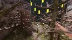 Forest Tag screenshot 3