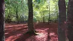3D scan of a forest screenshot 3