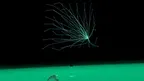 Project Hydra: Iterations screenshot 5