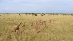 Murchison Falls: The Awarded Wildlife Adventure with Elephants, Lions and Hyenas screenshot 2