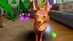 Stay: Forever Home screenshot 3