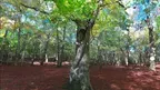 3D scan of a forest screenshot 5