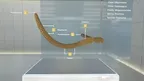 Biology Dissections screenshot 1