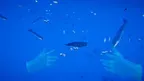 Deep Ocean Dive: Underwater Adventure screenshot 4