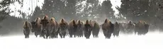 Monkey Runners ZONE hero image