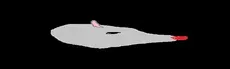 Scaredy Rat hero image