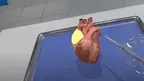  Dissection Simulator: Mammalian Organ Pack screenshot 3