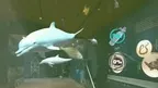 Kinmen Marine Life Exploration 金門海洋-生物探索 screenshot 5
