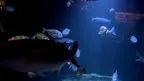 3D Aquarium Paris screenshot 4