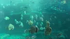3D Aquarium Nausicaä Centre National.. screenshot 1