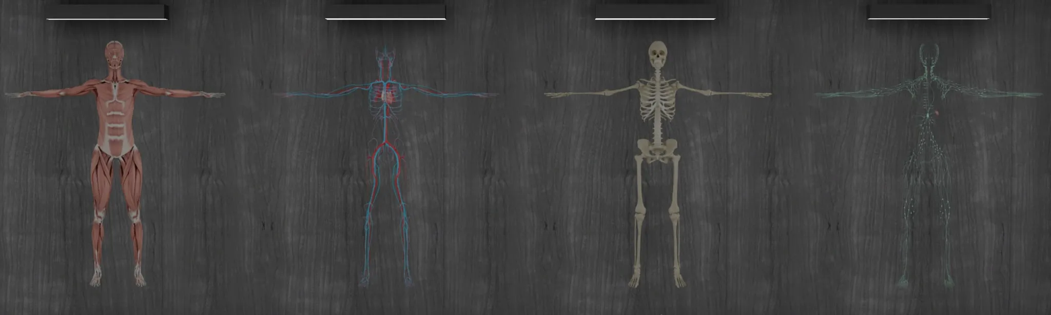 Exe Anatomy Academic 