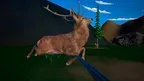 Animal Hunter screenshot 2