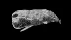 Or, The Whale (Mobile) screenshot 2