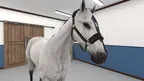 VetSkill Equine OSCE Practise Stations screenshot 4