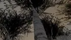 DreaMR: S. Rachmaninoff Preludes Op. 32 N1- 5 and N10 Mixed Reality (MR) scenes screenshot 1