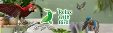 Relax With Bird hero image