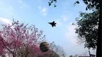 FlyMe Remote control airplane Dogfight screenshot 4