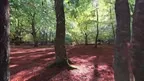3D scan of a forest screenshot 3