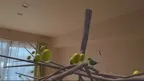 Avian Adventure MR screenshot 2
